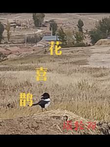 花喜鹊刚才你一声声将我呼叫