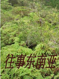 从缅北逃回来的人